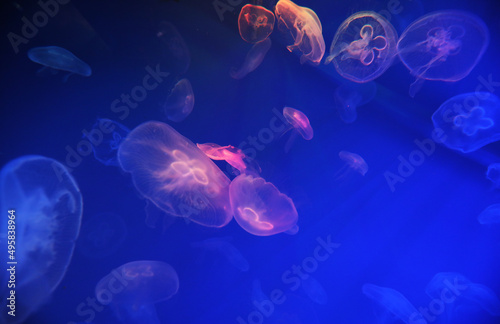 Spectacular Jellyfish pattern in aquarium