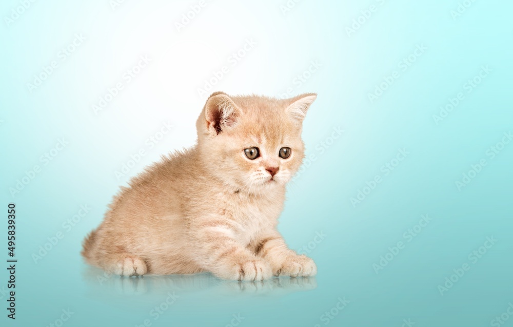 Little kitten, in turning move showing stump. with sweet droopy eyes.