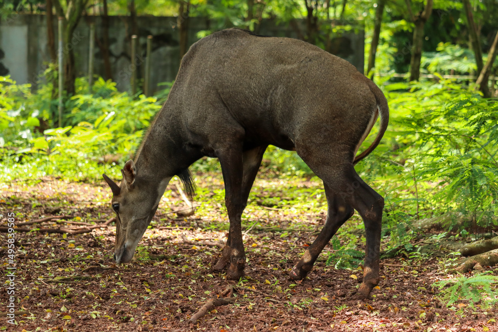 nilgai or Boselaphus tragocamelus a kind of antelope is standing tall nilgai or Boselaphus tragocamelus a kind of antelope is standing tall