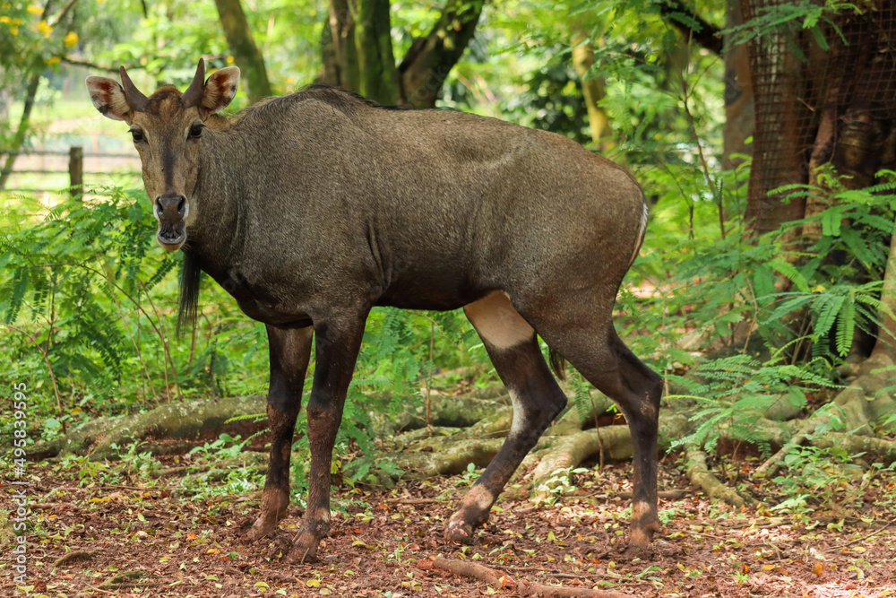 nilgai or Boselaphus tragocamelus a kind of antelope is standing tall