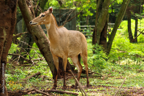 nilgai or Boselaphus tragocamelus a kind of antelope is standing tall photo
