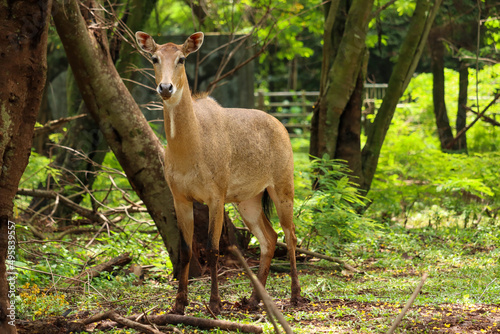 nilgai or Boselaphus tragocamelus a kind of antelope is standing tall photo