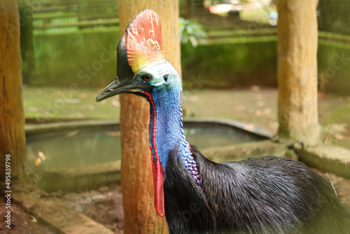 close-up of a blue-headed cassowary with black feathers. is a giant bird photo