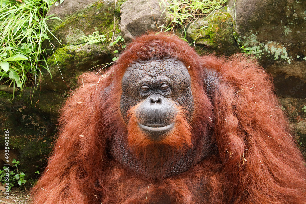 Obraz premium close up of the face of the Bornean orangutan or Pongo pygmaeus with brown hair with a black face