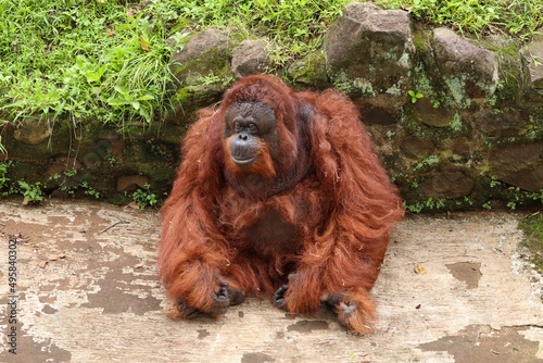 close up of the face of the Bornean orangutan or Pongo pygmaeus with brown hair with a black face
