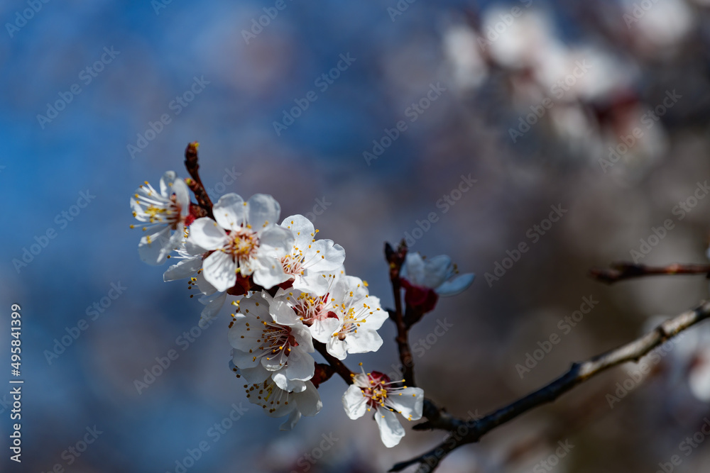 apricot trees in blossom in the austrian danube valley wachau