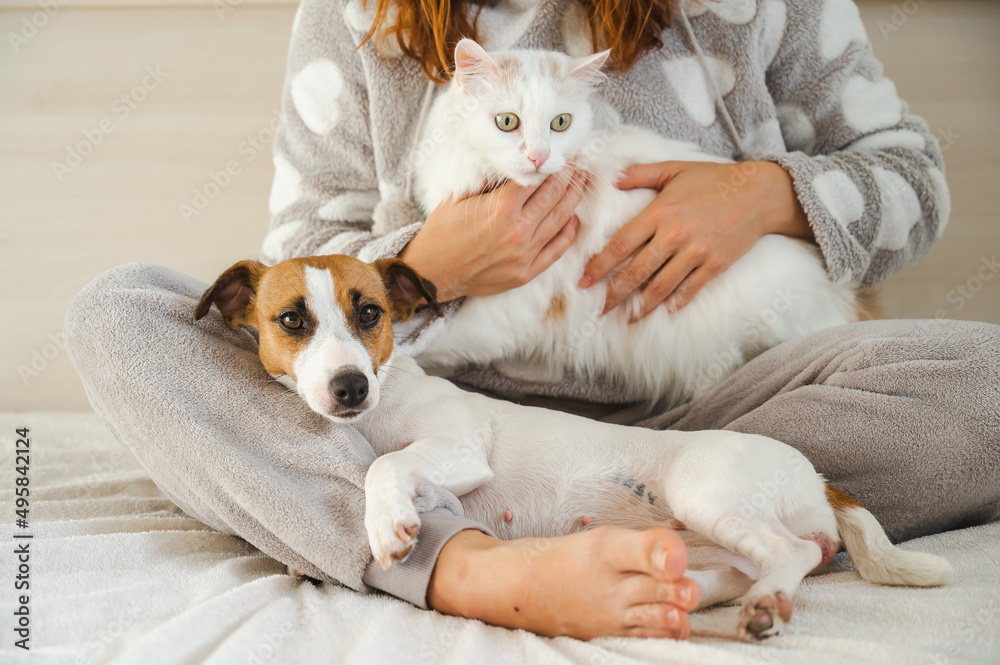 Caucasian woman holding a white fluffy cat and Jack Russell Terrier dog while sitting on the bed. The red-haired girl hugs with pets. Caucasian woman holding a white fluffy cat and Jack Russell Terrier dog while sitting on the bed. The red-haired girl hugs with pets.