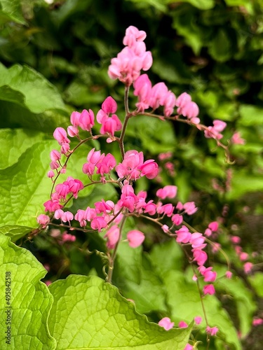 pink flowers in the garden