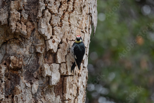 Acorn Woodpecker looking at the camera