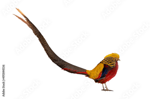 Closeup Golden Pheasant isolated on white background. Golden Pheasant or Chinese Pheasant. bright colorful bird