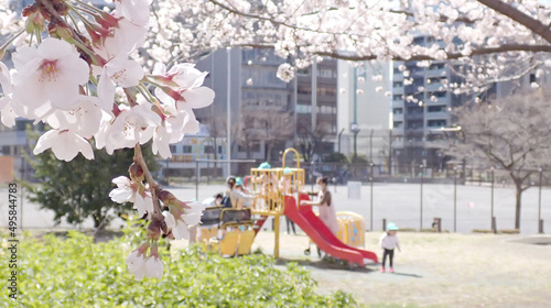 2022年横浜桜便り9
