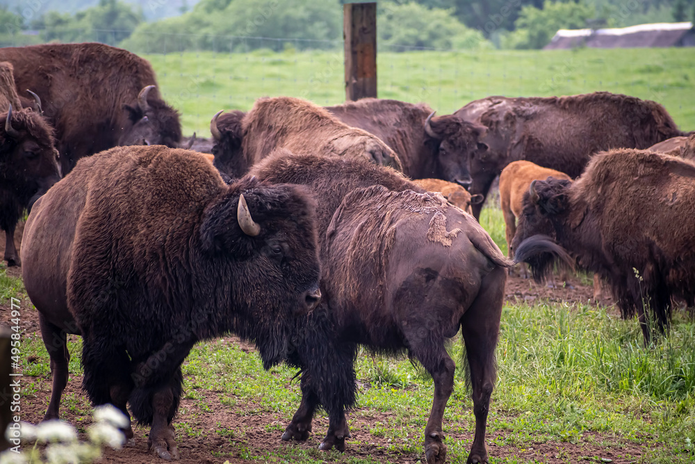 Big bison famiy in an eco farm in Lithuania. Large wild animals in the outdoors. Endangered species. Selective focus on the details, blurred background.