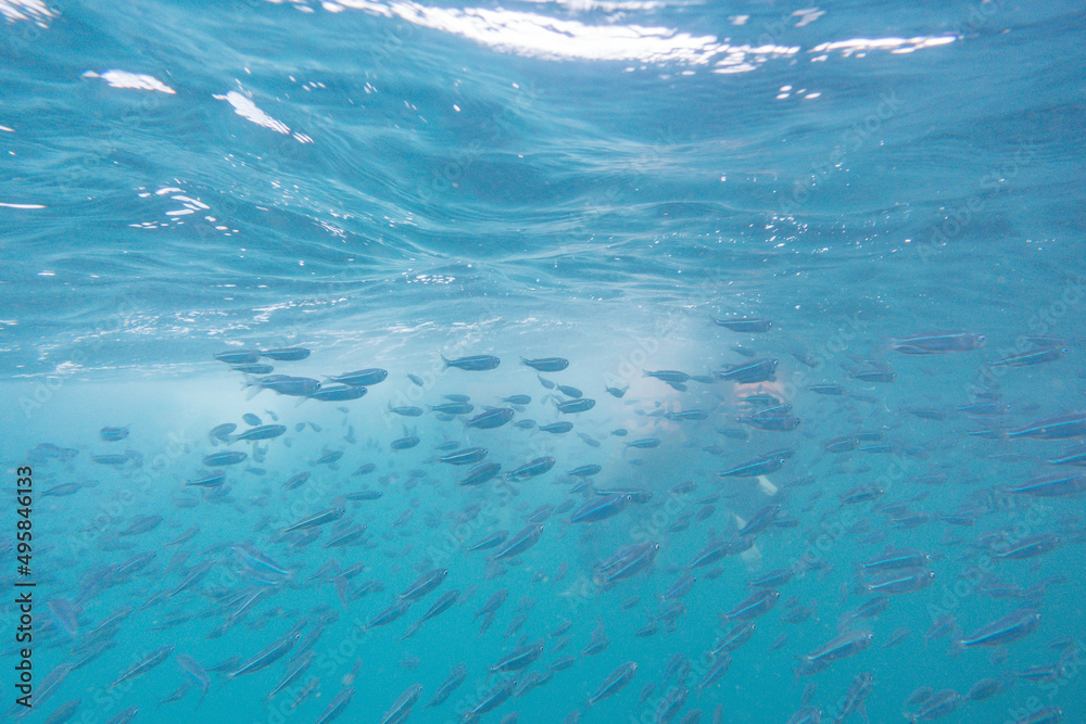 Schooling anchovy fishes in the sea 