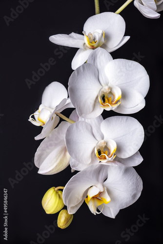 Close-up of beautiful white phalaenopsis orchid flowers on black background. Indoor plants, home decor. Selective focus.
