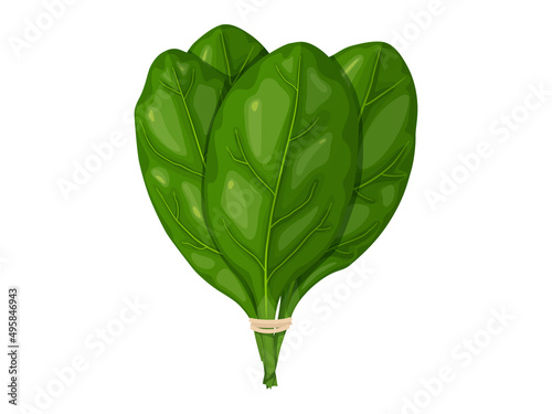Spinach. Tasty fresh herb green leaves. Healthy vegetarian food.