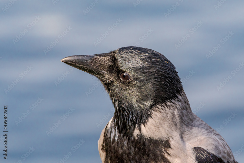 Hooded Crow (Corvus cornix) in park Hooded Crow (Corvus cornix) in park