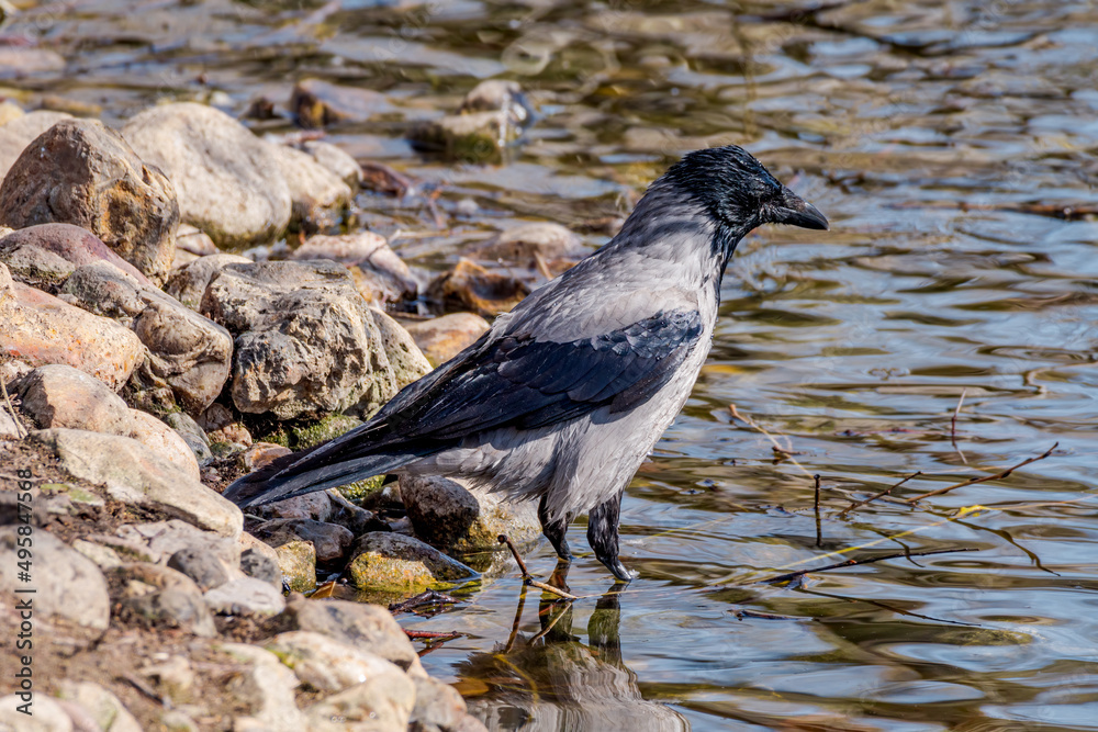 Hooded Crow (Corvus cornix) in park