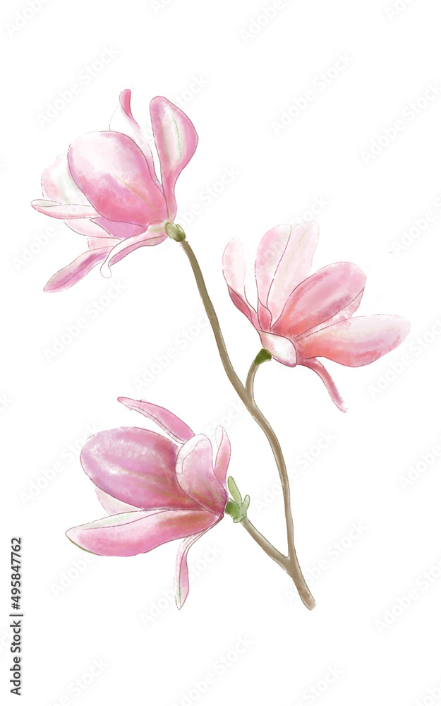 watercolor pink blooming magnolia flower, blooming magnolia branch watercolor pink blooming magnolia flower, blooming magnolia branch