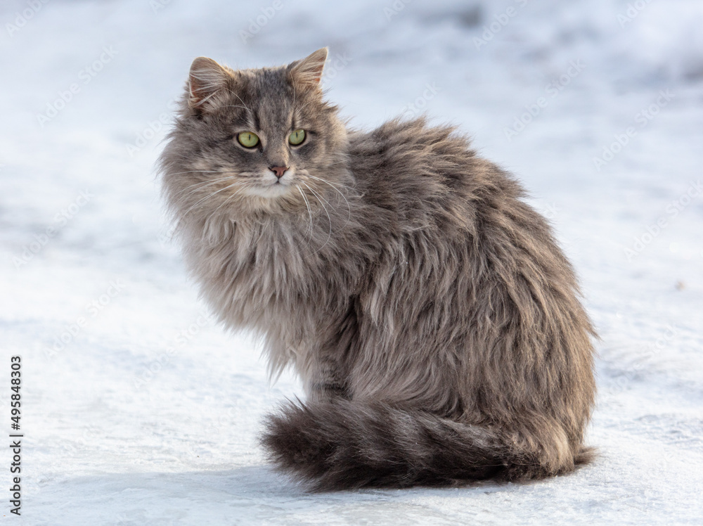 Portrait of a cat in the snow