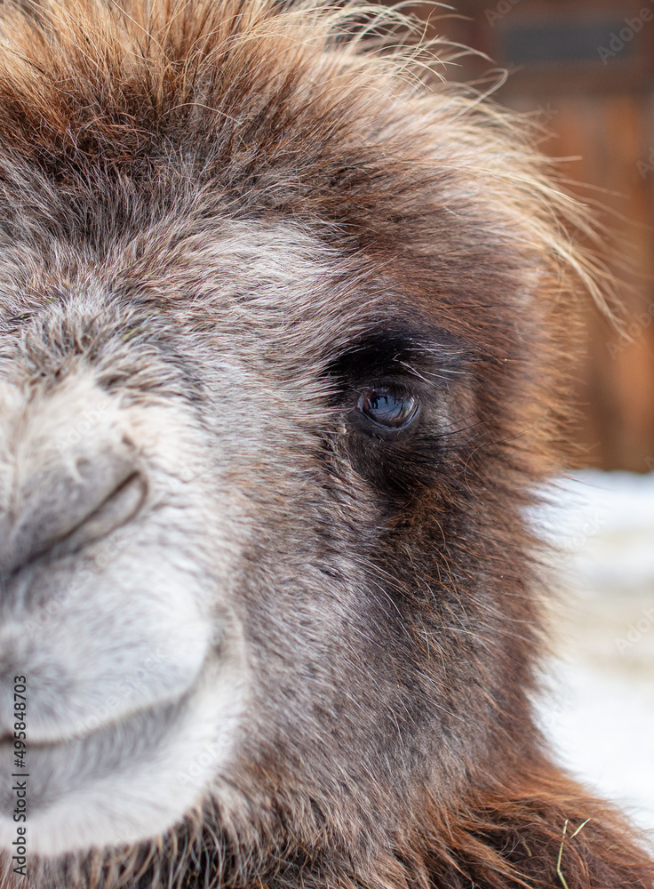 Fototapeta premium Camel portrait in the zoo.