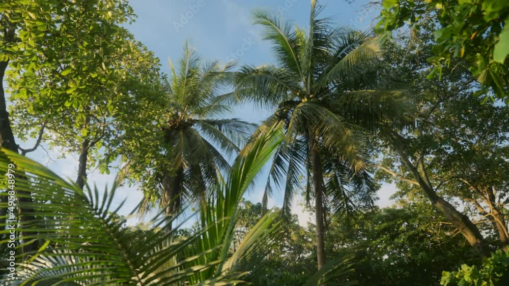 Tropical jungle and palm trees at Playa Santa Teresa in Costa Rica - pan view Tropical jungle and palm trees at Playa Santa Teresa in Costa Rica - pan view