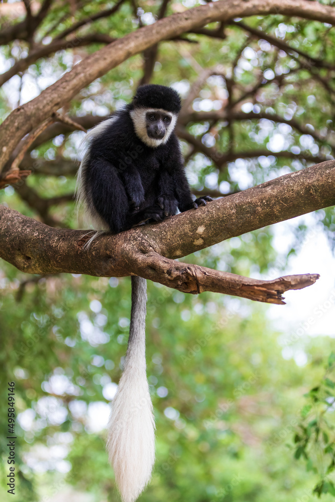 Obraz premium Young black and white monkey Mantled Guereza (Colobus guereza), in natural habitat near Lake Awassa, Ethiopia, Africa wildlife