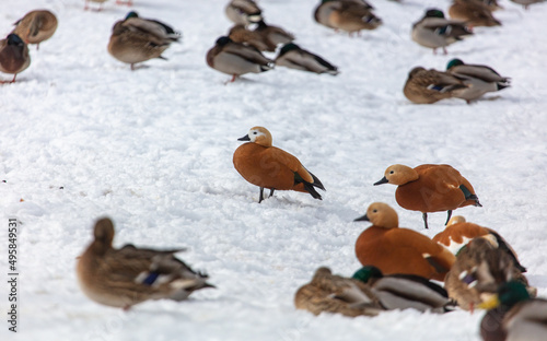 A flock of ducks on the snow in winter