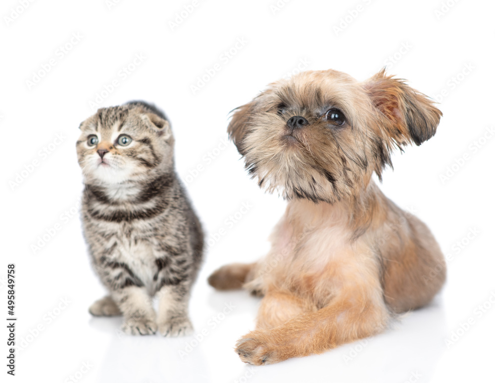 Brussels Griffon puppy and scottish fold kitten look away and up together. Isolated on white background