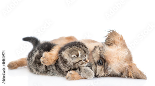 Playful Brussels Griffon puppy hugs and tiny tabby fold kitten. Isolated on white background