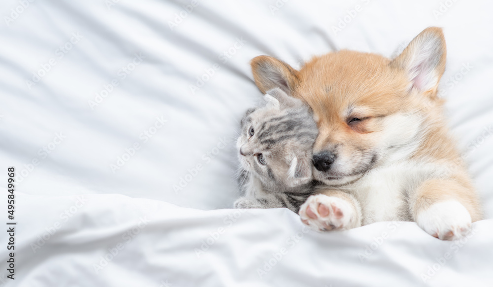Sleepy Pembroke Welsh corgi puppy lying with tiny fold kitten under white warm blanket on a bed at home. Top down view. Empty space for text