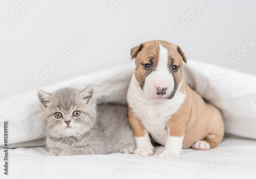 Fototapeta Naklejka Na Ścianę i Meble -  Miniature Bull Terrier puppy and tiny kitten sit together under warm blanket on a bed at home