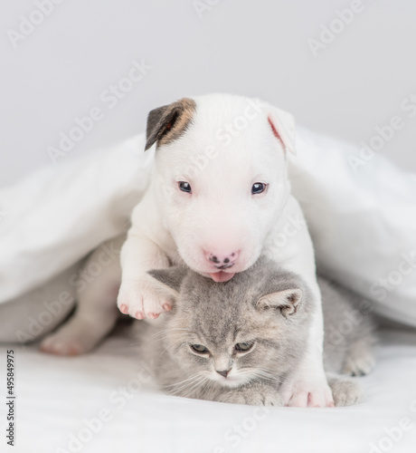 Miniature Bull Terrier puppy hugs tiny kitten inder warm blanket on a bed at home