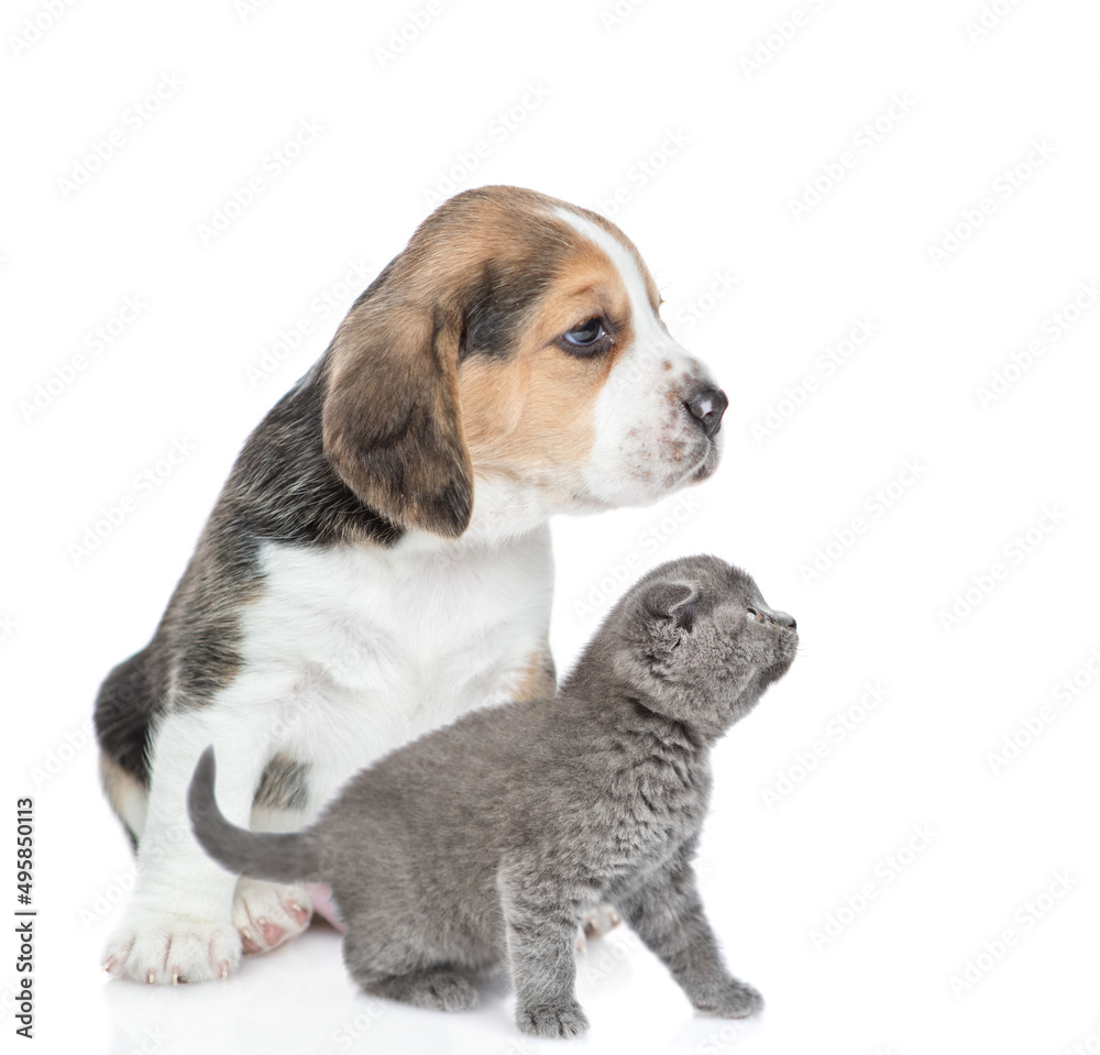 Young Beagle puppy and kitten sit together in profile and look away and up on empty space. isolated on white background