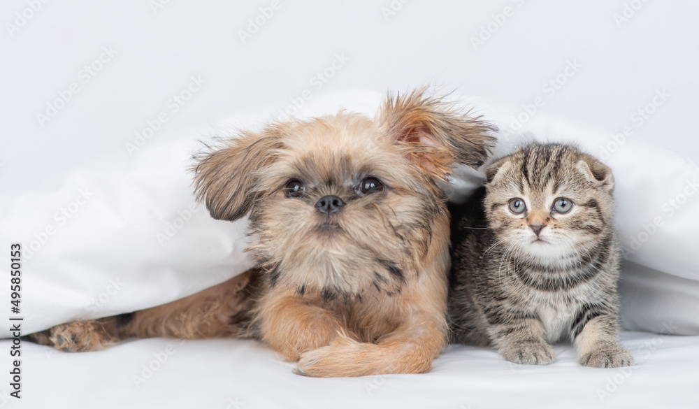 Cozy Brussels Griffon puppy hugs tiny kitten under warm blanket on a bed at home Cozy Brussels Griffon puppy hugs tiny kitten under warm blanket on a bed at home