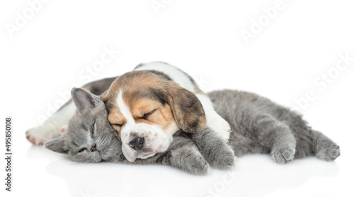 Beagle puppy sleeps with young kitten. isolated on white background © Ermolaev Alexandr