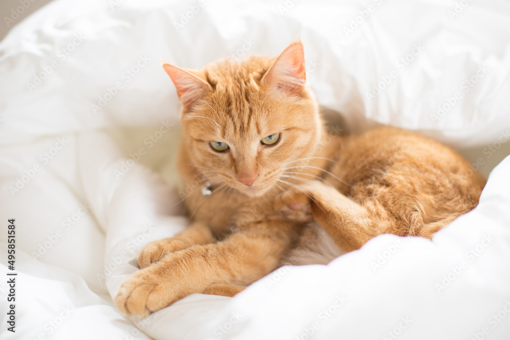 a cute cat sitting on the bed
