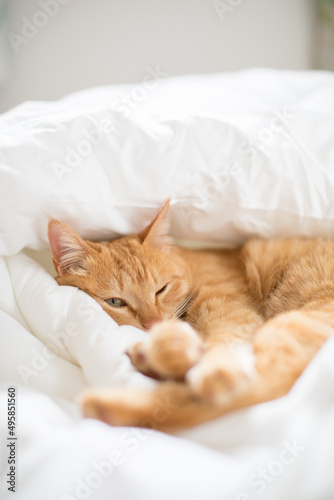 a cute cat sitting on the bed