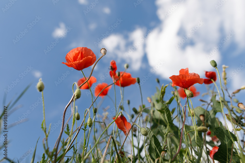 Fototapeta premium Ground level view looking up under the daisies. 
