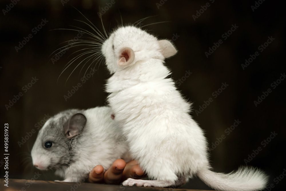 Two chinchillas, gray and white, look in different directions Two chinchillas, gray and white, look in different directions