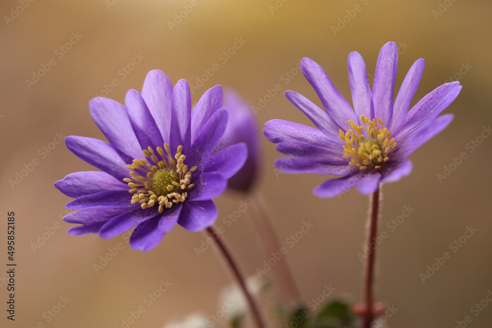 Obraz premium Zawilec grecki - Anemone blanda