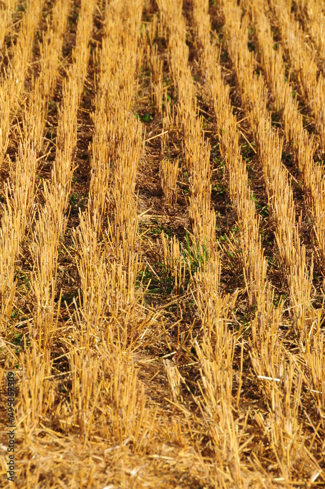 Fototapeta premium Stoppelacker