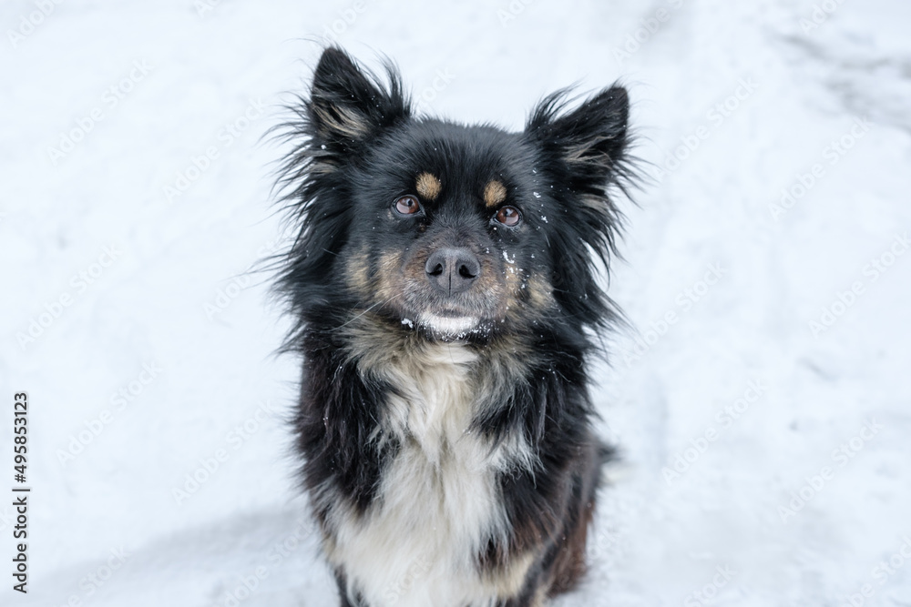 Portrait of a shaggy dog.