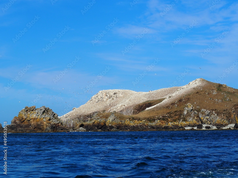 Colonie de fous de Bassan, archipel des sept îles, Perros-Guirec