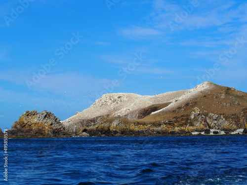 Colonie de fous de Bassan  archipel des sept   les  Perros-Guirec