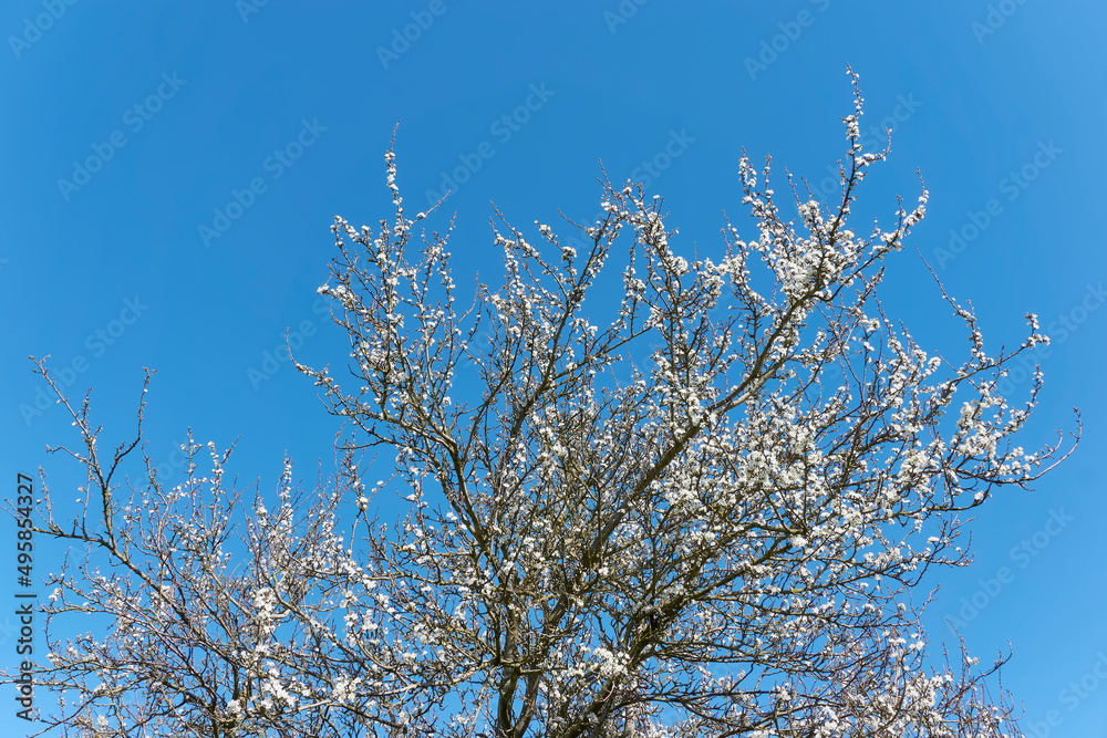 Plum tree in bloom. Many white plum flowers against a blue sky in spring. Seasonal change concept. Plum tree in bloom. Many white plum flowers against a blue sky in spring. Seasonal change concept.