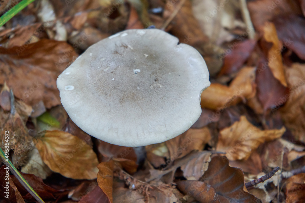 clouded agaric mushroom,edible fungus growing in the forest, Clitocybe nebularis clouded agaric mushroom,edible fungus growing in the forest, Clitocybe nebularis