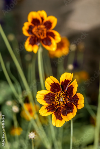 Burridges Greenthread (Cosmidium burridgeanum) in garden