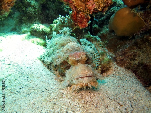 Scorpion fish