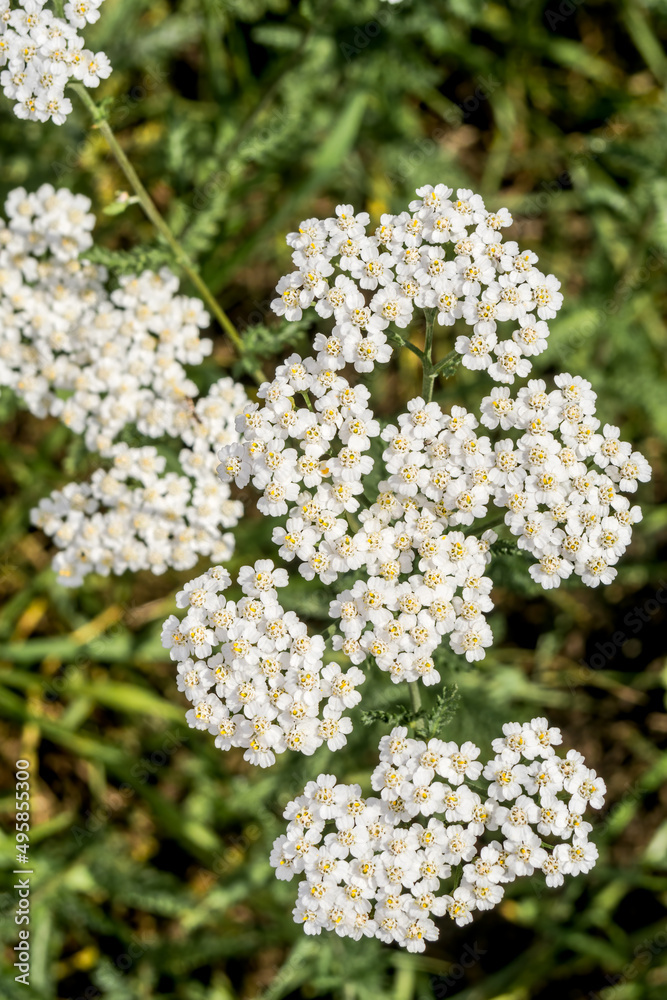 Common Yarrow (Achillea borealis) in meadow Common Yarrow (Achillea borealis) in meadow