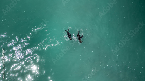 Cape fur seals swimming in the blue ocean water.